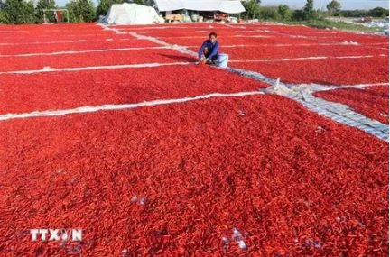 越南和平省对韩国出口7.5吨腌酸辣椒