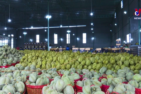 越南抓住机遇维持蔬果出口增长势头