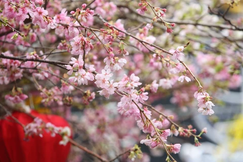 2019年河内日本樱花节开幕（组图）
