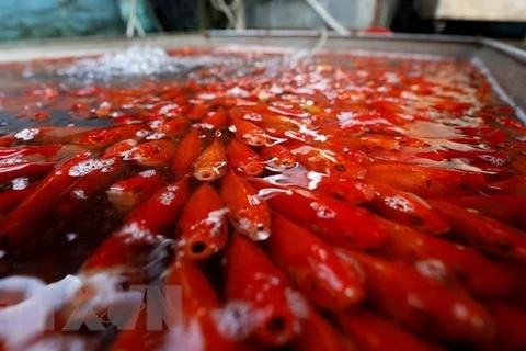 组图：灶王节放生鲤鱼—越南人的文化之美
