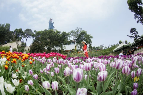 组图：西宁省黑婆峰顶上美得令人心醉的郁金香花海