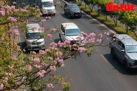 组图：玫红栎铃木染红胡志明市多条街道