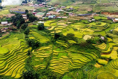 芒花山谷进入稻谷成熟季节（组图）