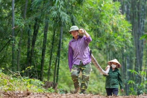 全面发展越南竹子和蛤蜊价值链 