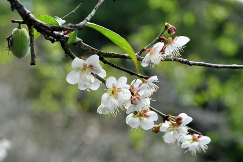 越南山萝省木州县满山遍地的杏花竞相盛开 异常迷人(组图）