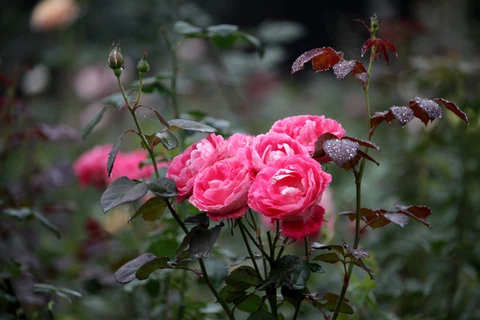 河内市巴维县玫瑰花园对外限时免费参观（组图）