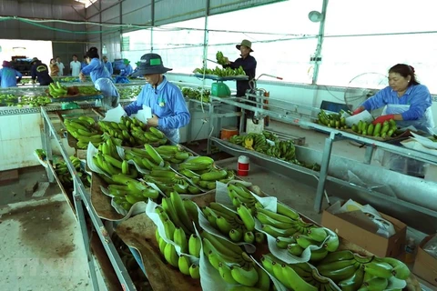 越南与中国正式签署对华出口鲜香蕉议定书