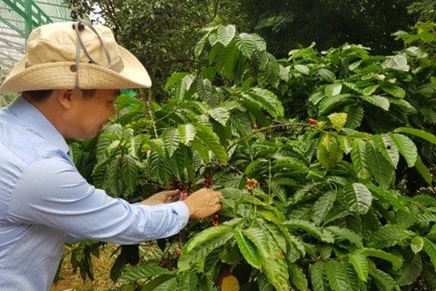 汇丰银行专家：越南农业成为全球农业的一大亮点