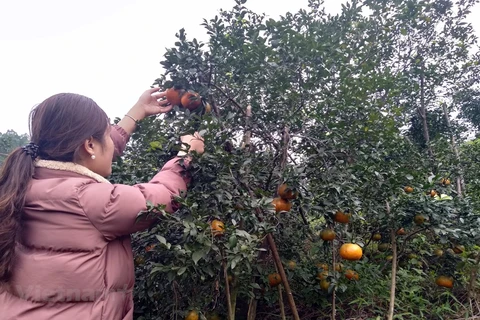 补橙子——香山山区的主要农产品