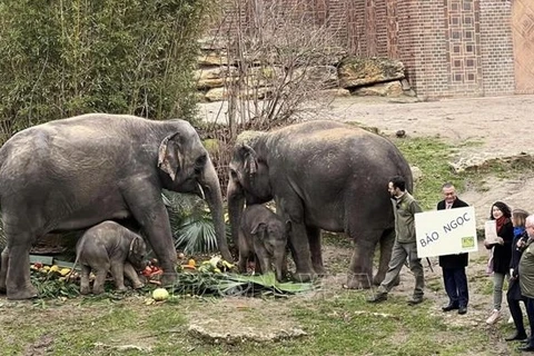 宝玉小象——越德友谊的象征之一 