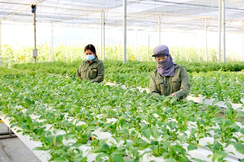 河内力争2023年农民年均收入达到7000万越南盾