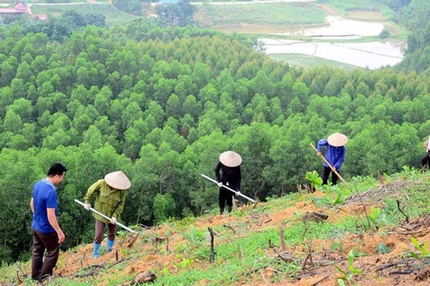 北江省提高林业产值 