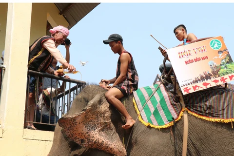 得乐省颇具文化特色的祈求大象健康仪式（组图）
