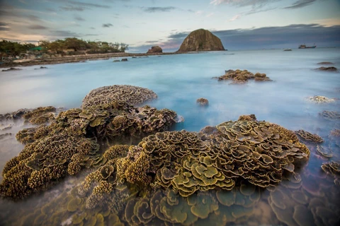 越南富安省燕岛美丽的珊瑚礁（组图）