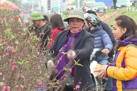 春节前期摆放桃花——河内人多年来的乐趣 