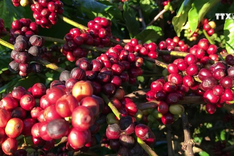 得乐省寻找新的发展方向提升咖啡价值 