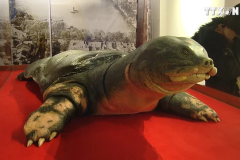 还剑湖巨龟标本在河内市玉山祠展出