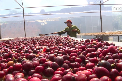 越南企业努力开拓速溶咖啡市场