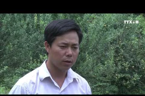 安沛省穆江界县集中推进山楂树种植模式
