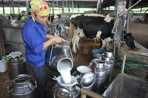 越南首次向中国出口牛奶