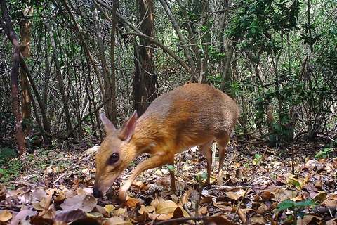 已消失30年的银背鼷鹿在越南被重新发现