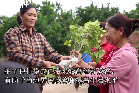 安世县居民力争以柚子种植模式致富
