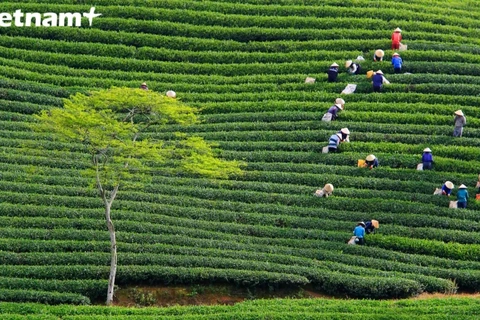 大叻市100年历史的茶叶种植基地