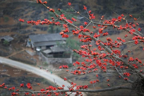 组图：鲜红的木棉花在河江省岩石高原怒放