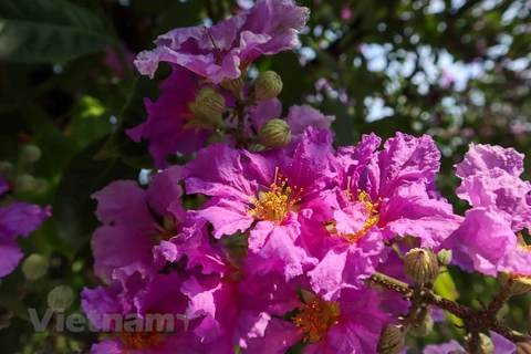 组图：夏季花开 首都河内河内绚丽多彩
