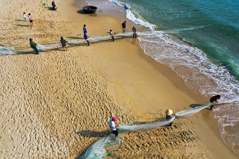组图：岘港市渔民在沙滩拖网捕鱼 场面竟如此壮观