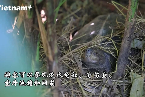 探索设在菊芳国家公园的珍稀龟类之家
