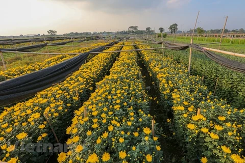 组图：河内市最大花卉种植基地在忙碌地为春节供货做准备