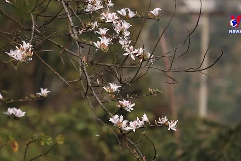 来山罗省观赏美丽的羊蹄甲花