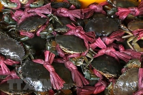 金瓯南根螃蟹和乌明鱼酱火锅被列入越南前100种特色美食名单