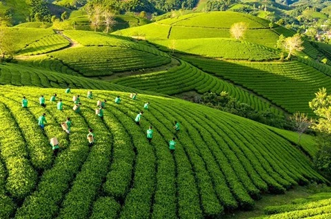 越南积极实施农业绿色增长行动计划