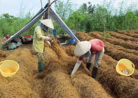 香菇种植技术容易，经济价值也高（图片来源于《越南之声广播电台》）