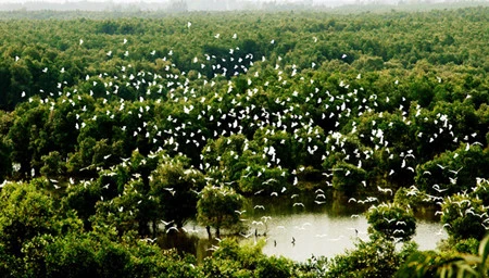 数万只白鹭在天空飞翔