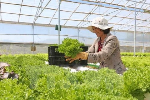 林同省大叻市将成为东南亚第一蔬菜生产中心（图片来源：越通社）