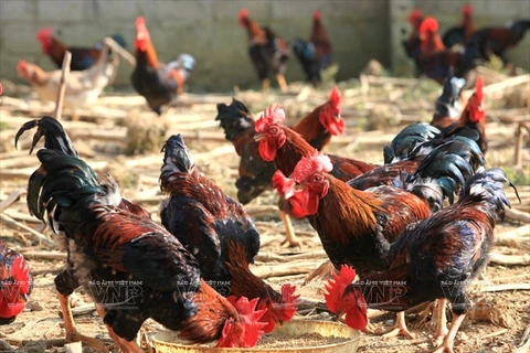 巴维走山鸡—面向越南家禽商标。