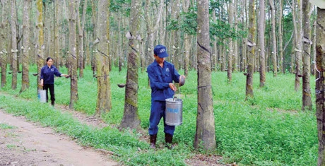 越南力推在柬埔寨的橡胶树种植项目发展（图片来源：因特网）