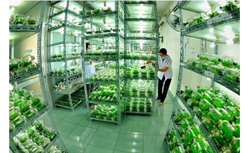 胡志明市高技术农业区（图片来源：越南人民报）