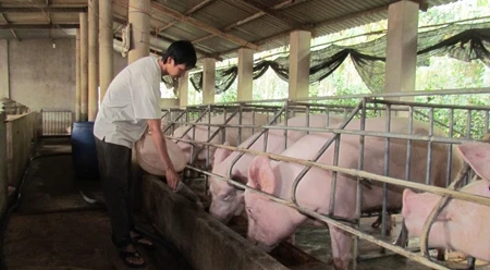 猪肉是越南畜牧业的优势。