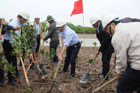 各位代表参加在太瑞县沿海红树植树活动（图片来源：越通社）