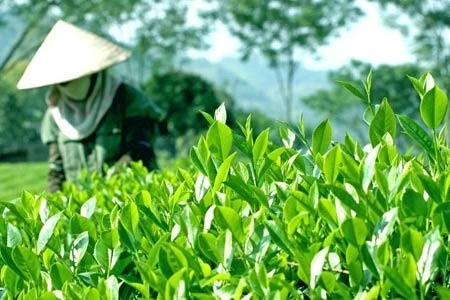 太原省力争在2017—2021年阶段将有机茶叶种植面积增至5000公顷（图片来源：因特网）