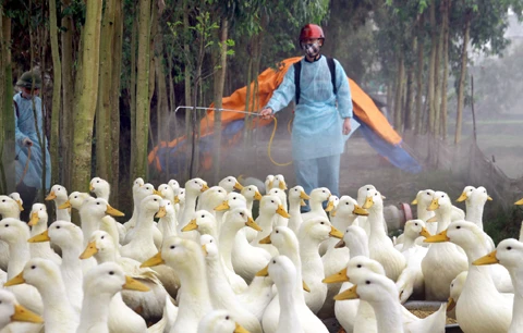 禽流感疫情传入越南的风险性较大（图片来源：因特网）