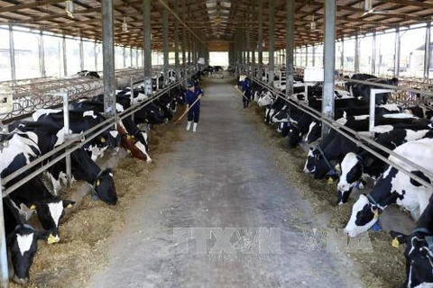 越南首家达到欧洲标准的有机奶牛养殖场正式落成（图片来源：越通社）