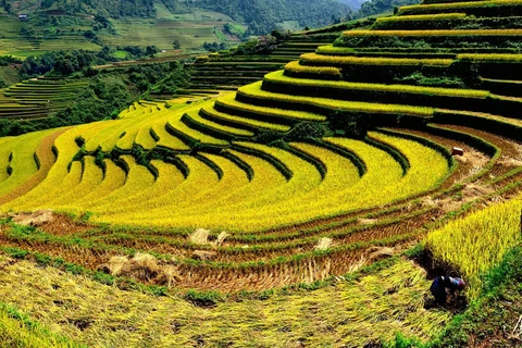 附图：越南西北地区田梯美景。（图片来源：互联网）