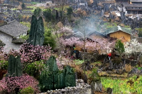 河江省同文岩石高原的春天。