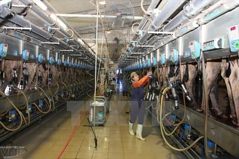 附图：越南TH True Milk 集团自动挤奶流水线（图片来源：越通社）