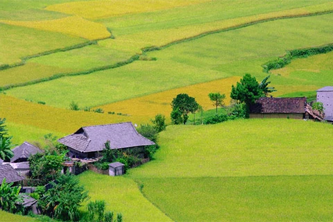 越南稻田